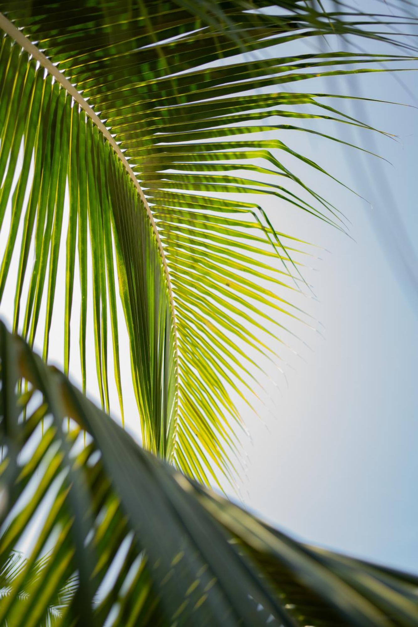 Sirenas Caribbean Rooms Holbox Extérieur photo