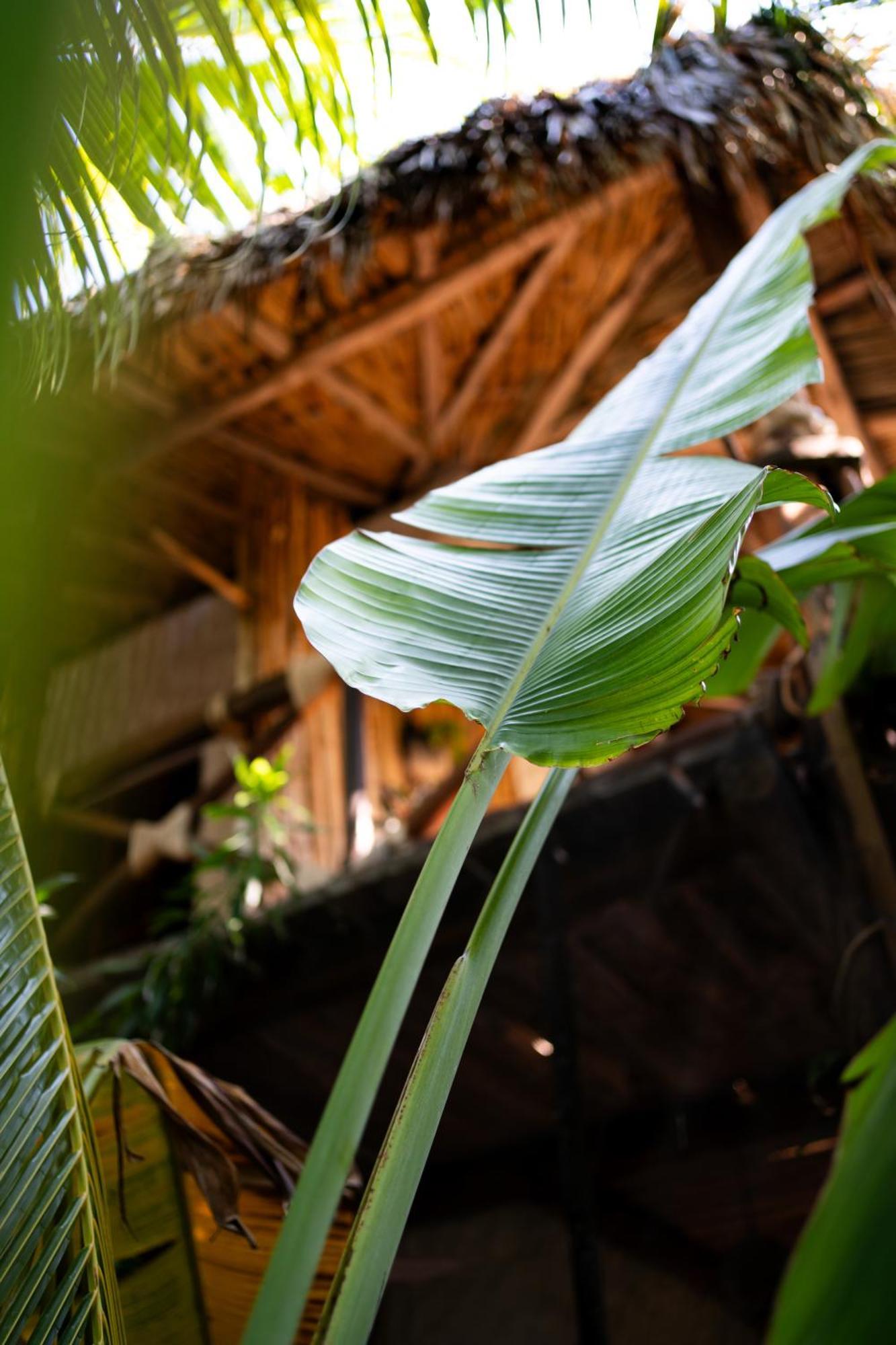 Sirenas Caribbean Rooms Holbox Extérieur photo